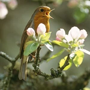 Robin - In apple blossom