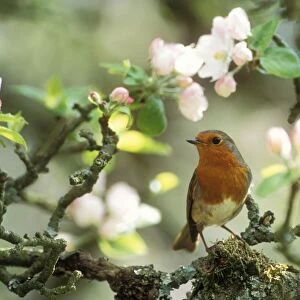 Robin In apple blossom