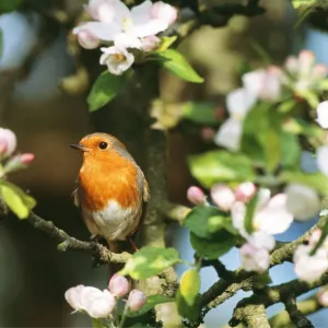 Robin - in apple blossom