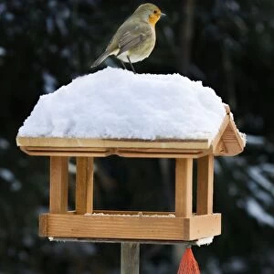 Robin - on top of bird feeding house in snow