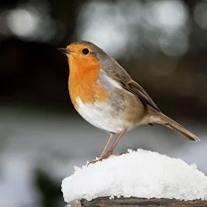 Robin - close up on snow covered spade handle UK