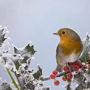 Robin – on frosted holly Bedfordshire UK 003395