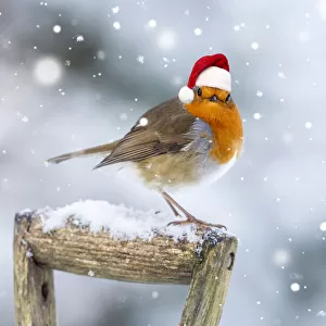 Robin on garden Fork Handle in winter snow wearing a red Christmas Santa hat