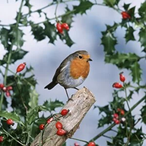 Robin - with holly & Rosehips