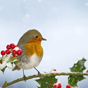 Robin - on Holly in snow - West Wales UK 11915 Digital Manipulation: background colour to blue, falling snow