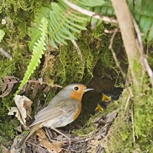 Robin – at nest West Wales UK 004372