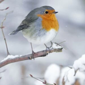 Robin - perched on branch in snow - Lower Saxony - Germany