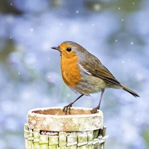 Robin - perched on plant pot in snow Norfolk UK Digital Manipulation: added snow to pot & falling