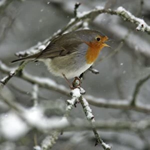 Robin - perched on snow covered branch, singing Hessen, Germany