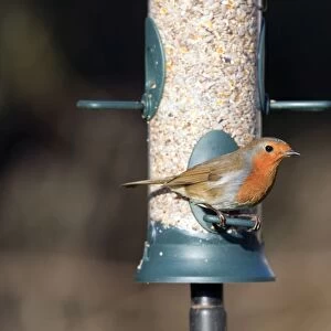 Robin - on seed feeder - Cornwall - UK