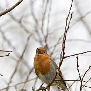 Robin – singing Bedfordshire UK 003527