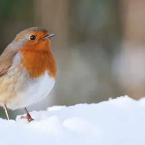 Robin - Single adult robin perching in the snow. England, UK