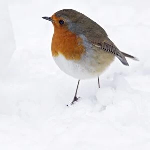 Robin - on snow covered ground Bedfordshire UK 006754