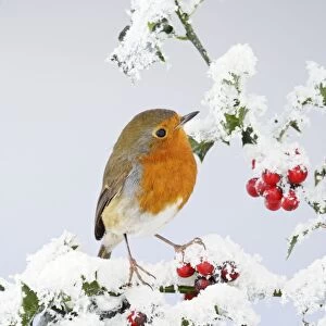 Robin - on snow covered holly - Bedfordshire - UK 006921