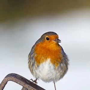 Robin - in snow on garden fork - UK