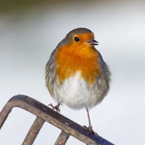 Robin - in snow on garden fork - UK Robin - in snow on garden fork - UK