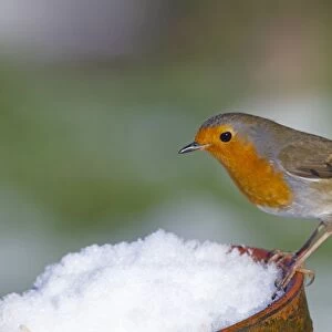 Robin - in snow on pot - UK