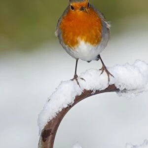 Robin - in snow - UK
