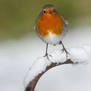 Robin - in snow - UK Robin - in snow - UK