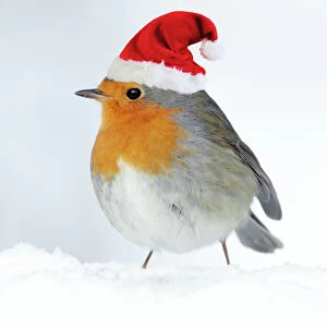 Robin - in snow wearing Chritmas hat