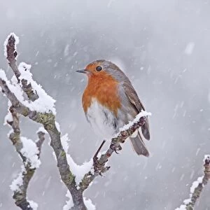 Robin - in snowstorm - Bedfordshire UK 008009