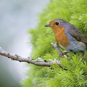 Robin - on twig leaving nest - Lincolnshire - UK