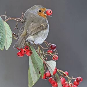 Robin - in winter with large berry in mouth - Bedfordshire UK 008021