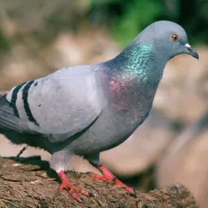 Rock Dove Islay Island, Scotland