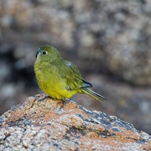 Rock Parrot - On rocks at the beach at Two Peoples Bay, on the southern coast of Western Australia. Strictly coastal in southern Western Australia and South Australia