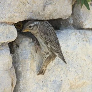 Rock Sparrow at nest. - This nest in a crevice in a rock wall of a Roman ruin at Dougga, Tunisia, North Africa