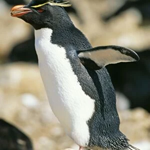 Rockhopper Penguin GET 134 Falklands Eudyptes chrysocome © Geoff Trinder / ARDEA LONDON