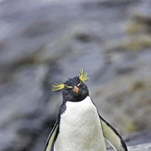 Rockhopper Penguin Eudyptes chrysocome Saunders Island Falklands BI007933