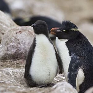 Rockhopper Penguin - Parent and chick New Island, Falkland Islands