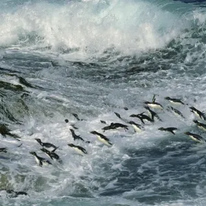 Rockhopper Penguins - surfing into shore, New Island, Falkland Islands, South Atlantic, Islands in the southern oceans JPF31287 Rockhopper Penguins - surfing into shore, New Island, Falkland Islands, South Atlantic, Islands in the southern oceans JPF31287