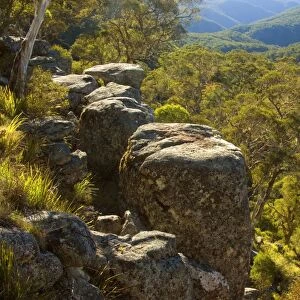 Rocks and forest - from the rim around Ebor Falls, one has a nice few over rocky outcrops and the endless eucalypt forests of Guy Fawkes River National Park. Late evening - Guy Fawkes River National Park, New South Wales, Australia