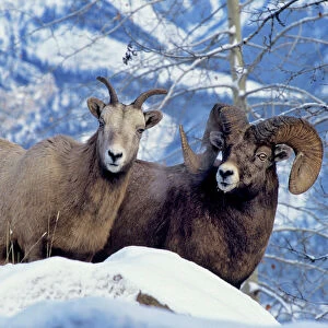 Rocky Mountain Bighorn Sheep - Ewe & Ram. Canadian Rockies. Winter. MS454