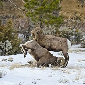 Rocky Mountain Bighorn Sheep - rams fighting / head butting during fall rut - in Autumn snow - Rocky Mountains - Wyoming - USA _E7C2776