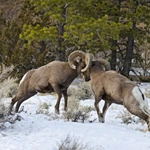Rocky Mountain Bighorn Sheep - rams fighting / head butting during fall rut - in Autumn snow - Rocky Mountains - Wyoming - USA _E7C2771