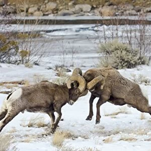 Rocky Mountain Bighorn Sheep - rams fighting / head butting during fall rut - in Autumn snow - Rocky Mountains - Wyoming - USA _E7C2697