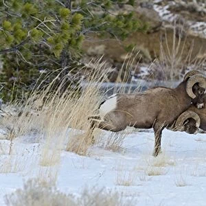 Rocky Mountain Bighorn Sheep - rams fighting / head butting during fall rut - in Autumn snow - Rocky Mountains - Wyoming - USA _E7C2785