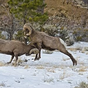 Rocky Mountain Bighorn Sheep - rams fighting / head butting during fall rut - in Autumn snow - Rocky Mountains - Wyoming - USA _E7C2775
