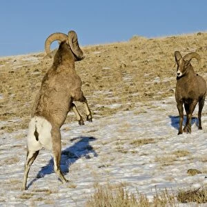 Rocky Mountain Bighorn Sheep - rams fighting / head butting during fall rut - in Autumn snow - Rocky Mountains - Wyoming - USA _E7C4115