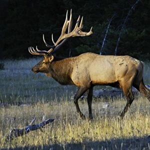 Rocky Mountain Elk - bull - Alberta - Northern Rockies - Canada - Autumn _C3B7541