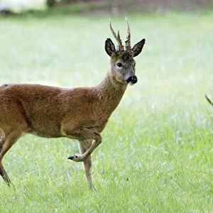 Roe Buck - animal on meadow, alert, Lower Saxony, Germany