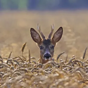 Roe Deer - buck in corn field - Germany Roe Deer - buck in corn field - Germany