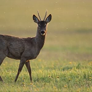 Roe Deer - buck in evening light