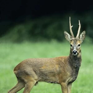 Roe Deer - buck looking alert Hessen, Germany