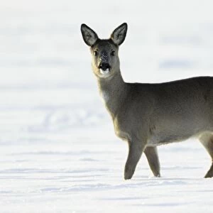 Roe Deer - doe walking across snow covered field - Harz mountains - Lower Saxony - Germany