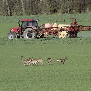 Roe Deer - group / bevy watching spraying maschine on arable land - Lower Saxony - Germany