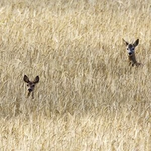 Roe Deer - male & female - heads appearing above field of corn. France